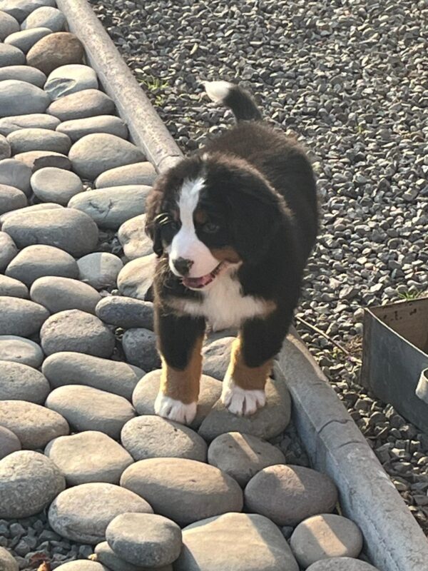Cachorro no inscrito - Hembra